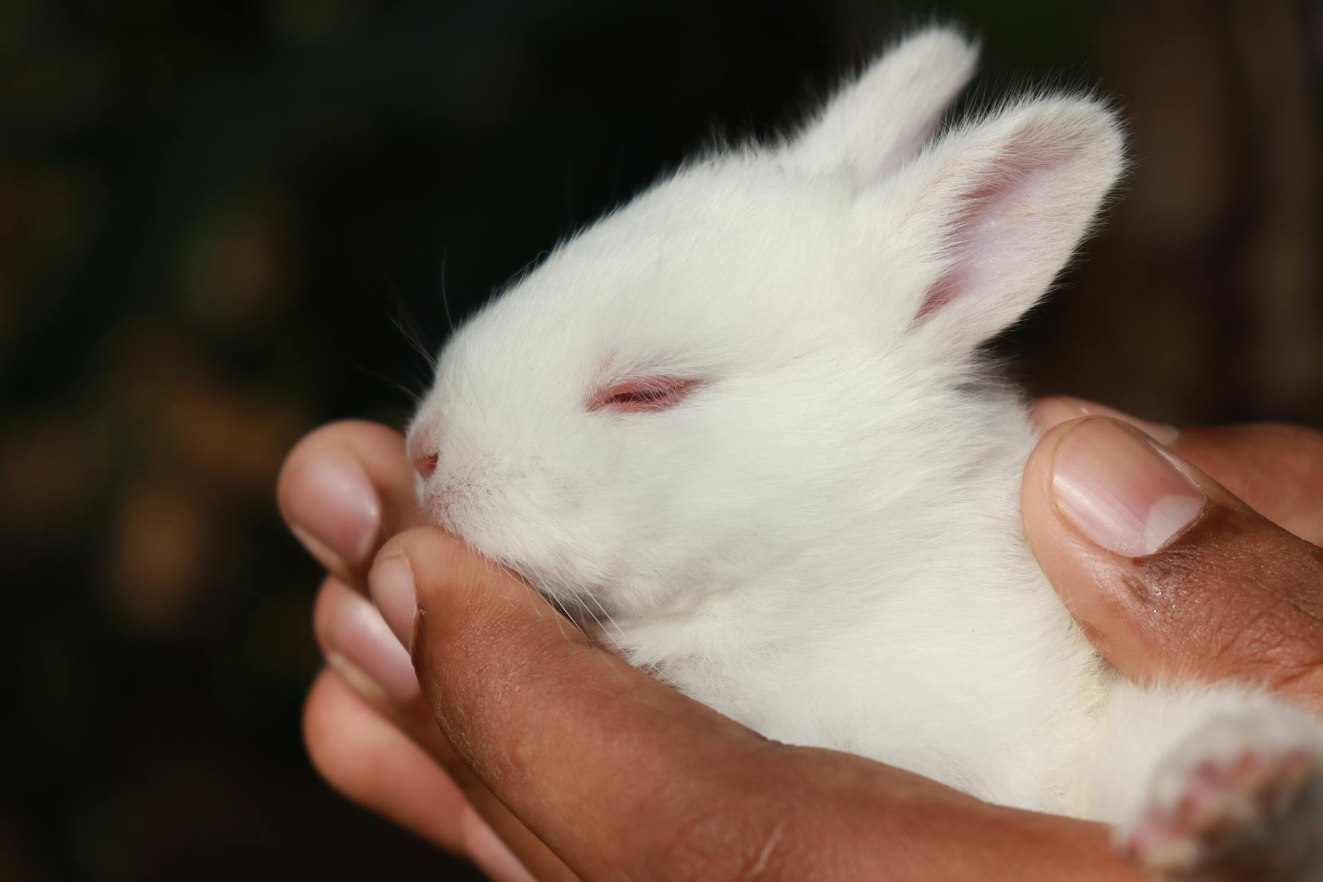 A baby rabbit cradled gently in a person's hands