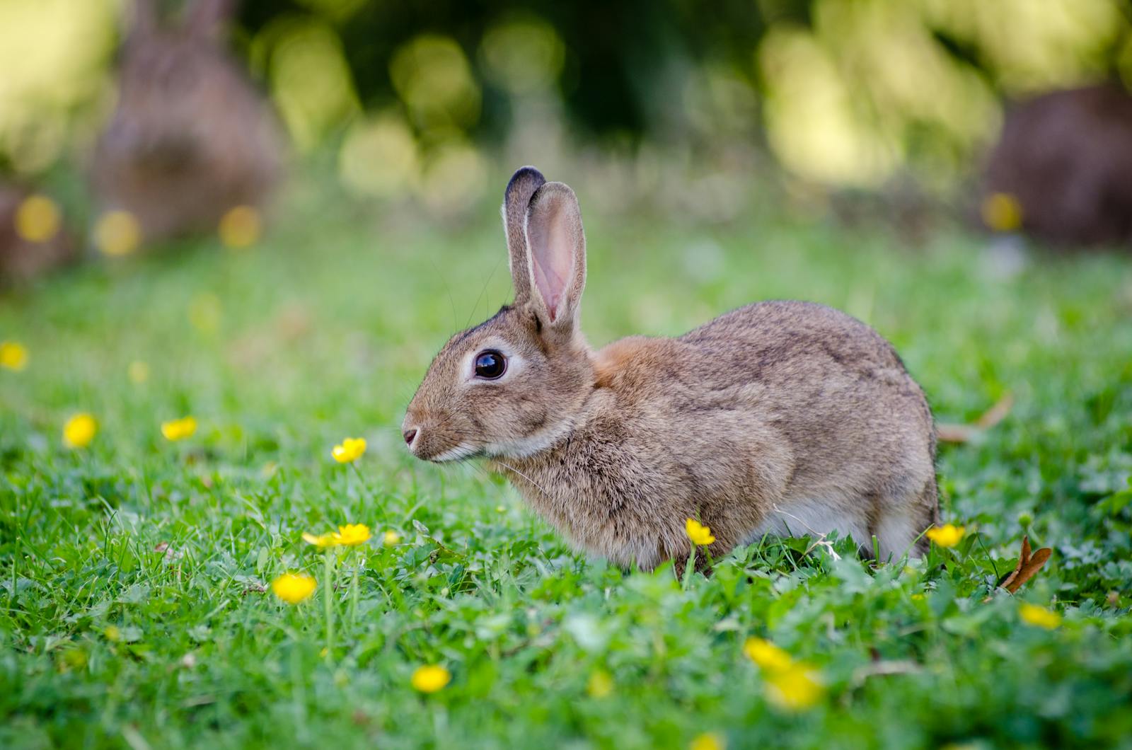 A healthy, alert rabbit sitting in fresh grass